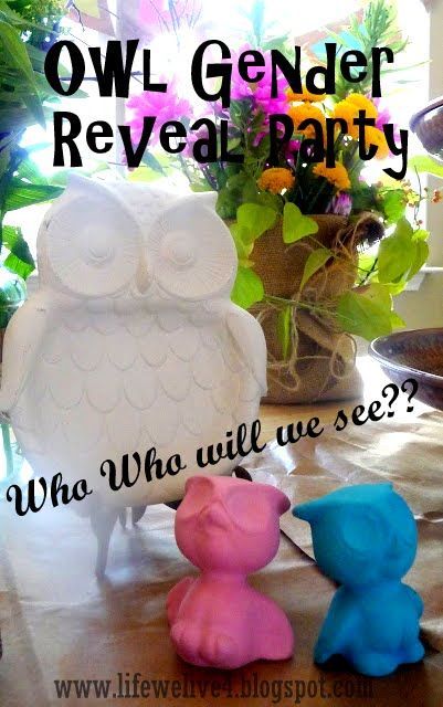 Owl Baby Gender Reveal Party. Boy or Girl ? Who Who will we see? Baby Shower The