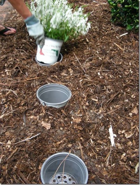 Replace seasonal plants!!  (this method is used in many public gardens). Why did