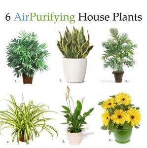 Six air purifying house plants. Remove formaldehyde, mold and more.