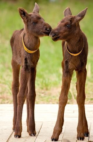 baby moose! So cute!!!