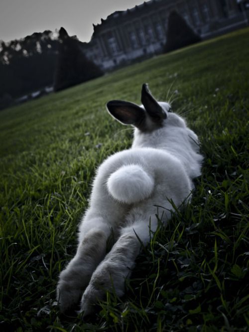 bunny tail