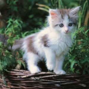 cute animal pictures