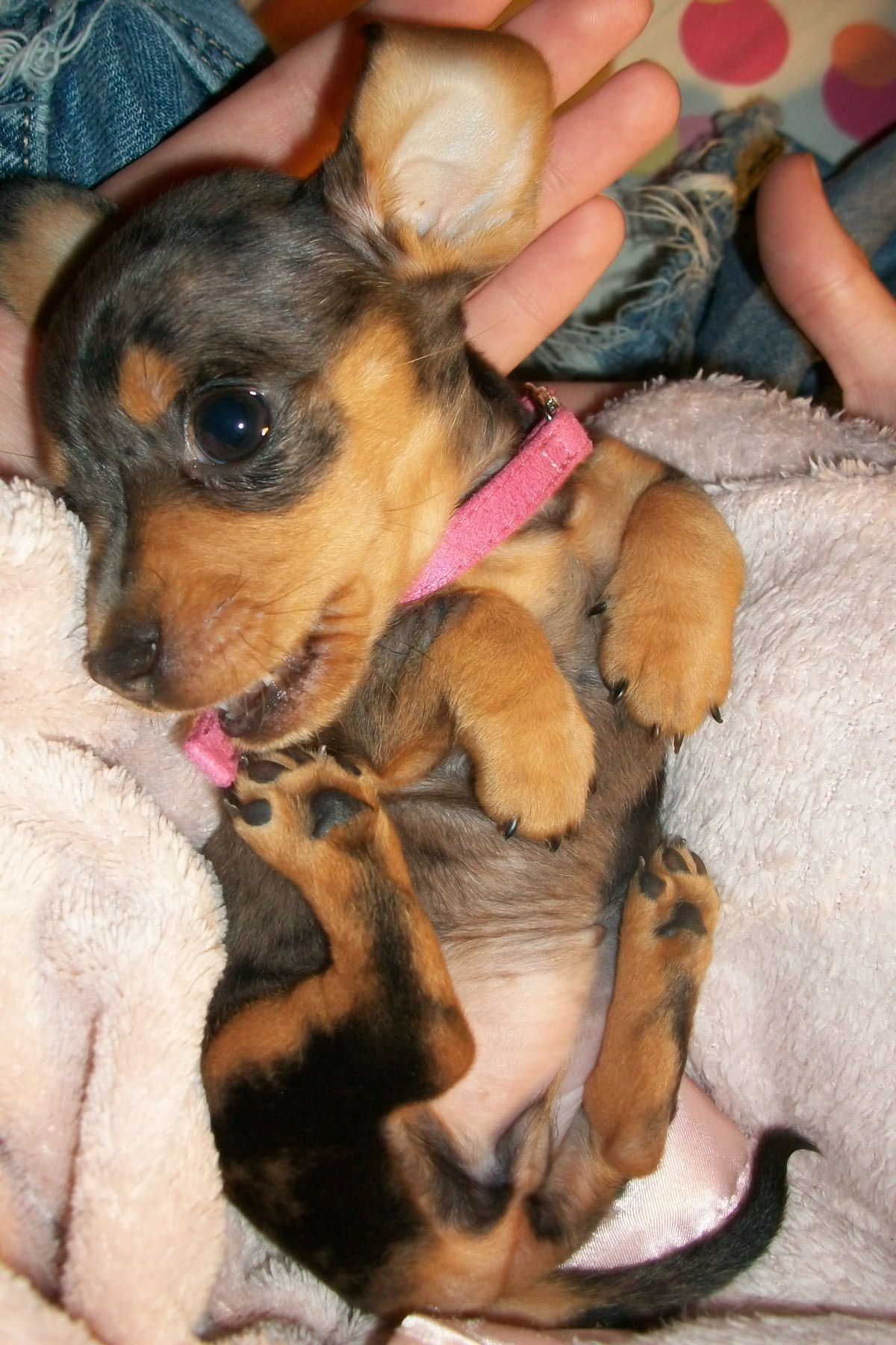 cute cute cute baby doxie ♥