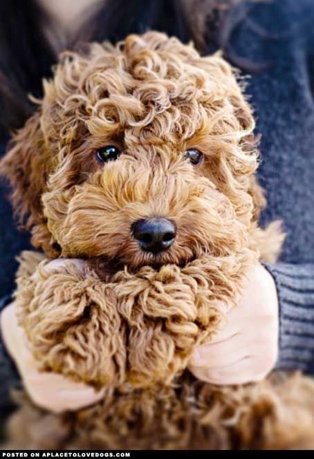 labradoodle puppy; so cute, it looks like a stuffed animal! Shawn and Gus are ri