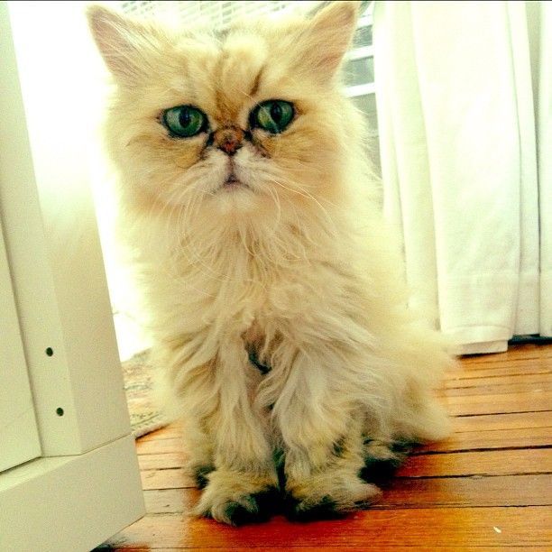 shelby, persian cat
