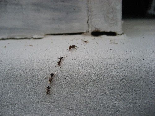 How to get rid of Ants :  1/2 cup of sugar  1 1/2 tablespoons  Borax  Note: see