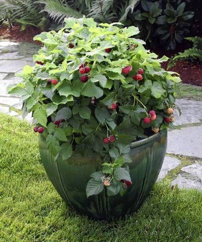 Raspberries will grow happily in a container on your patio.  Great idea for any