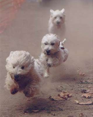 Run westies run! -westie rescue of CA