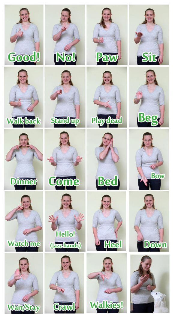 Sign language for deaf dogs