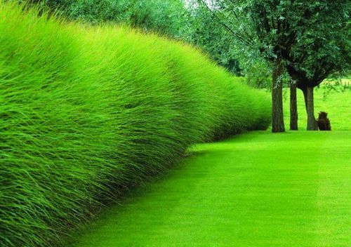 Hedge?  The grass used for these amazing feathery hedges is Pennisetum alopecuro