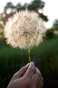 Killing weeds with Epsom salt