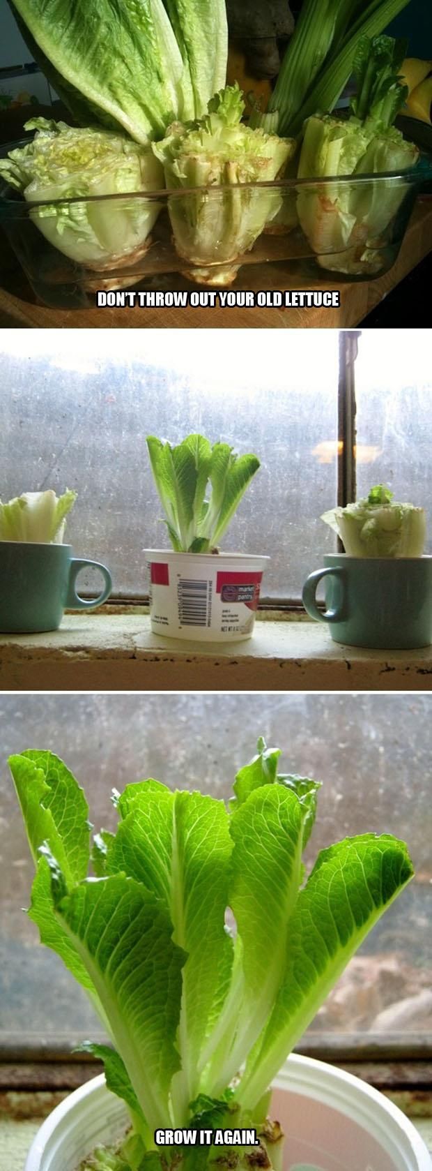 A regrow lettuce how to #diy.