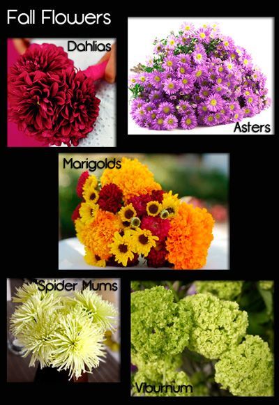 Fall Flowers – Seasonal Flower Guide