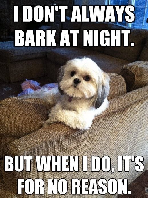 Shih Tzus. This is a fact.