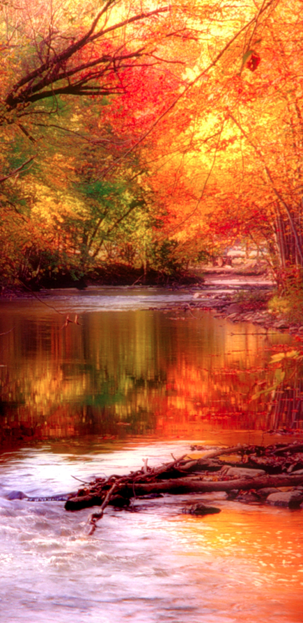Autumn stream… Cant wait for autumn! (Sure the New England fall colors are lov