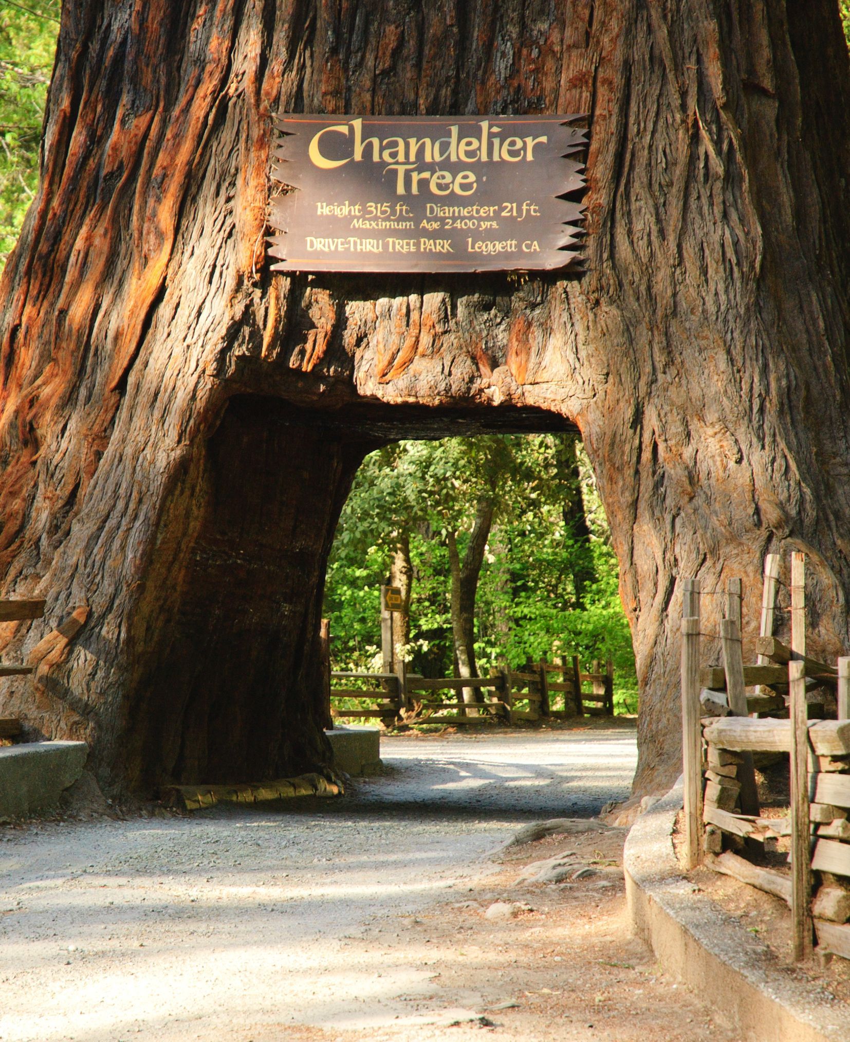 Bucket List: Drive through a Redwood Tree!