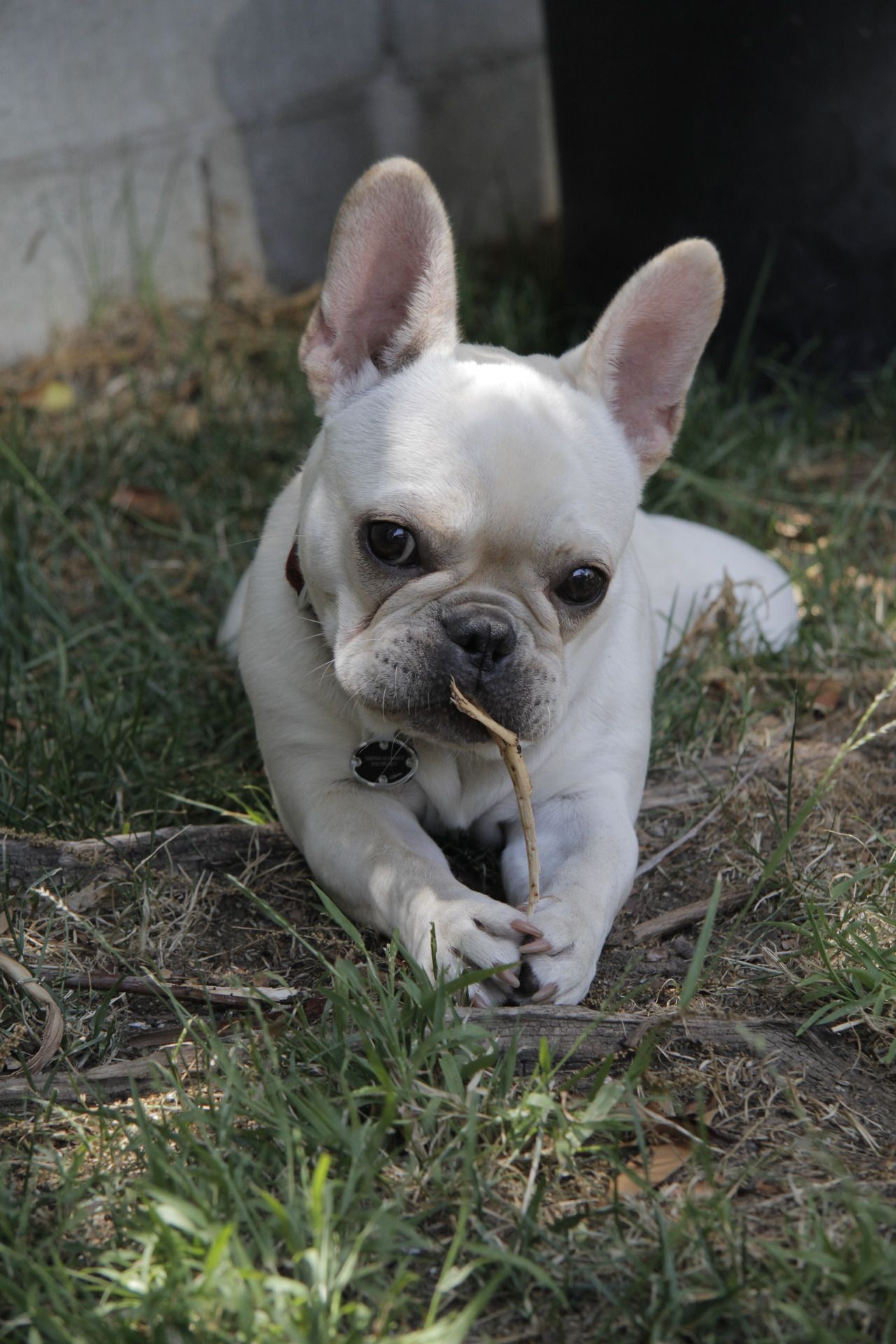 dailyfrenchie:  “ This is Lily, our 9 month old frenchie.  She likes eating st