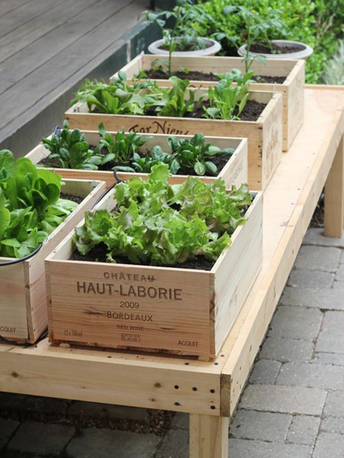 diy: wine box vegetable garden.  Great for small spaces