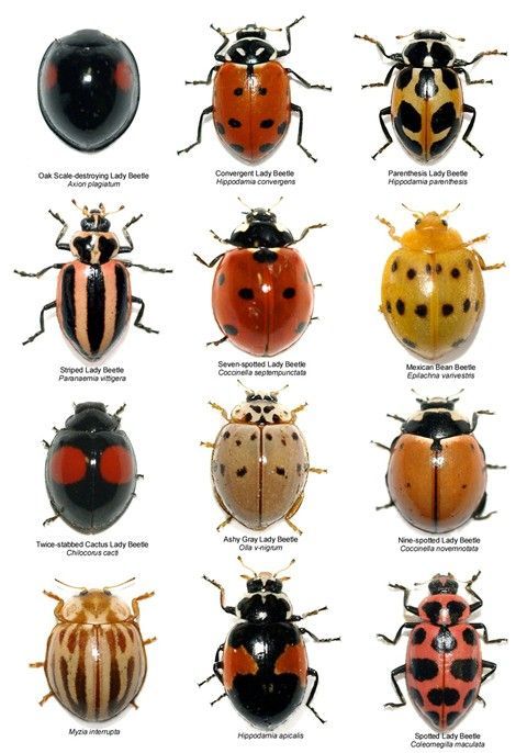 ~ ladybug identification