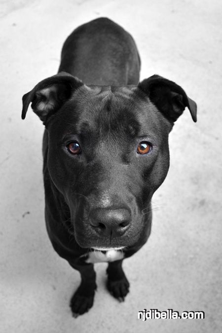 pitbull lab mix images | Mojo the dog. Hes a Black Lab Pit Bull mix.
