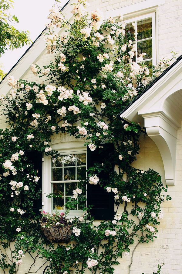 beautiful climbing white rose bush!
