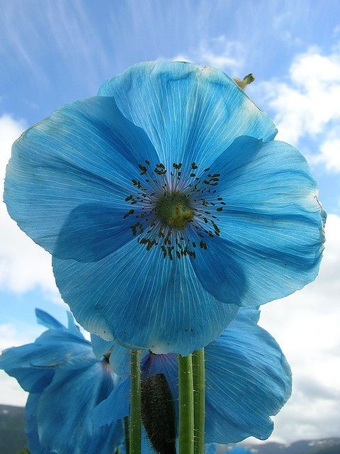 Blue Poppy  How does the universe work? I dont know…