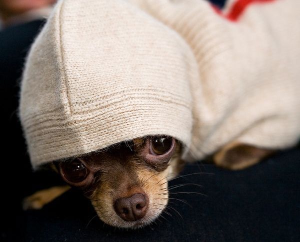 Chihuahua rockin a hoodie