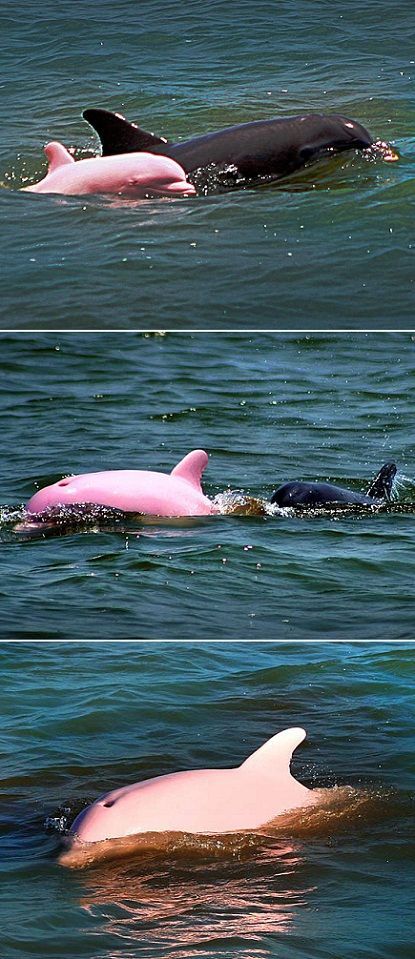 Coolest thing Ive ever seen…  Pink Dolphin October 2012 -According to NOAA, th