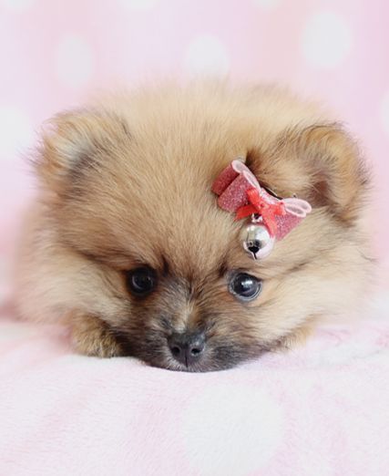 Fluffy Pom Puppy!  #pomeranian #teacups #puppies