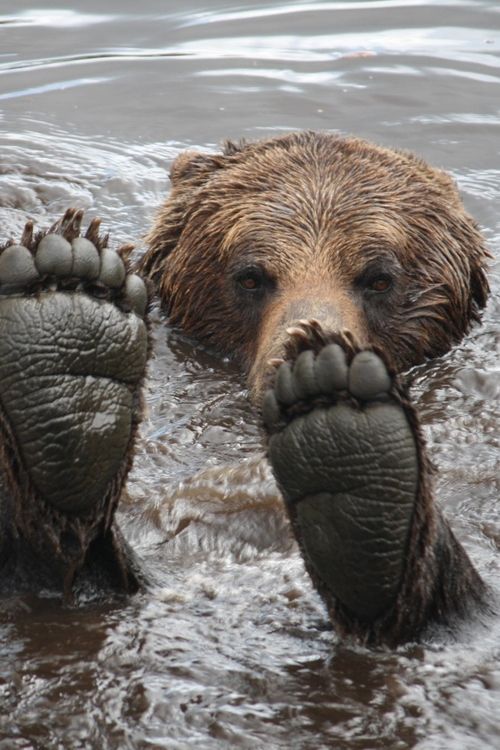 Grizzly Bear Feet by Rose Smith via 500px.