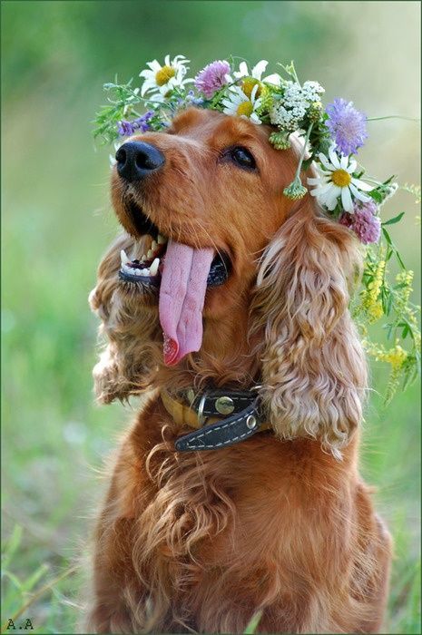 Interesting Pictures: Hippie Dog – Gorgeous