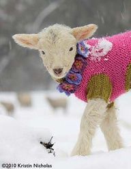 lamb in a sweater!