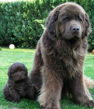 Newfoundland dog and puppy
