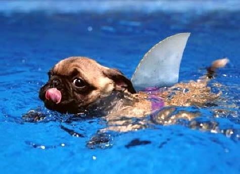 Pug Shark