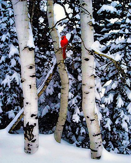 Winter Trees, Birch, Birch Trees, Bird, Red Cardinal, Landscape, Photograph, A W