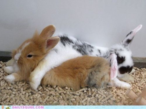 Bunday: Two Rabbit Pile Up