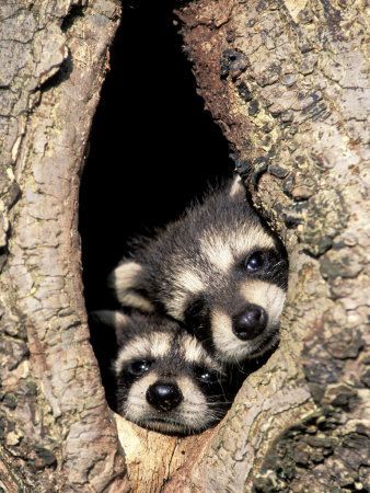oh my – baby racoons – very cute, just stay out of my garbage!