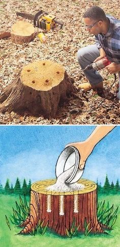 Tree Stump Removal  Get rid of tree stumps by drilling holes in the stump and fi