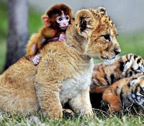 Cute Monkey and Lion Cub