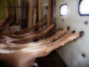 Home Deer Butchering 101  The Homestead Survival