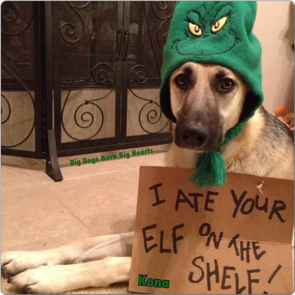 I ate your elf on the shelf
