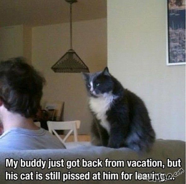 o.O….  This cat is angry | #angry, #cat, #vacation, #holidays, #pet, #funny