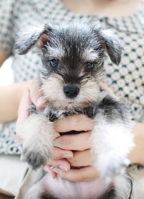 Schnauzer pups make me smile — For Puppy Fridays from Underdog Rescue of Arizon