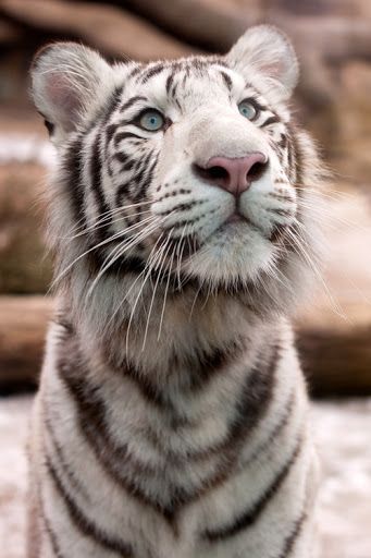 White tiger= Tuckers favorite! :)