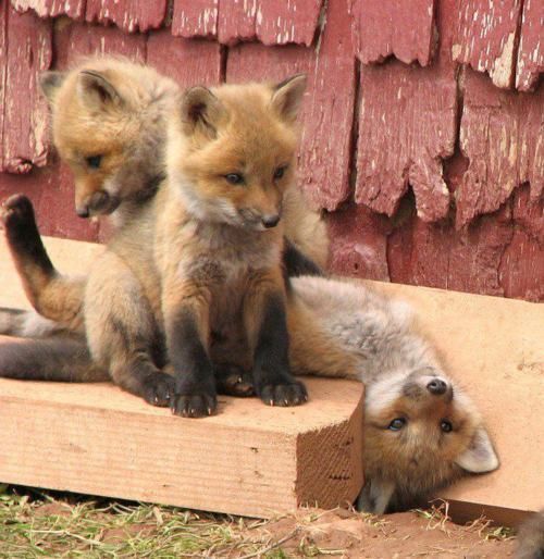 Baby foxes!!!
