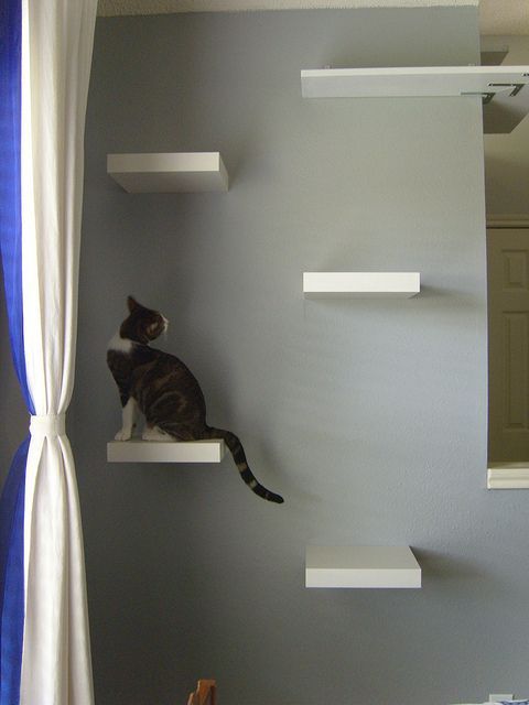 Cat shelves, made with IKEA Lack shelves. I might have to do this in my office s