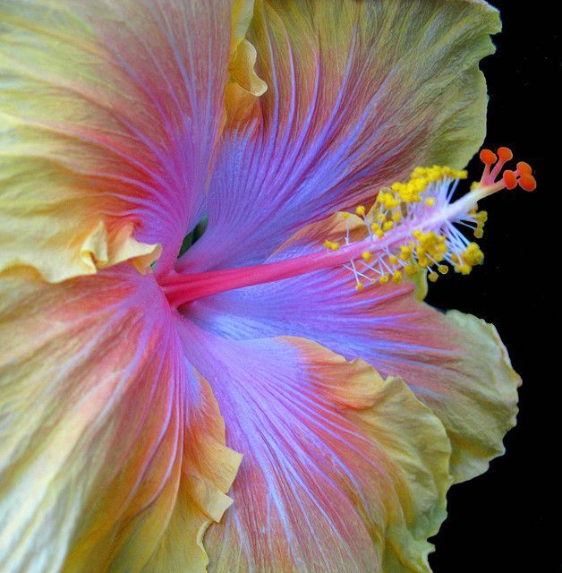 Hibiscus.  I love these flowers, have always had them in my yard and always will