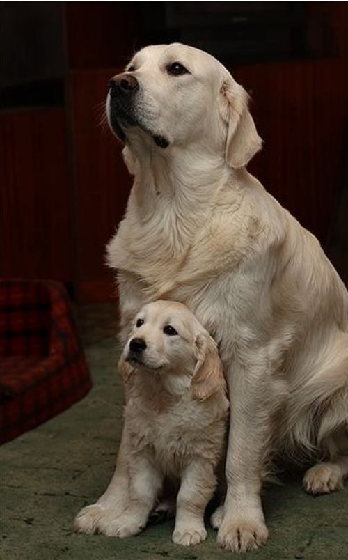 mommy and baby. thats so cute its like mother and son. dogs are the most cutest