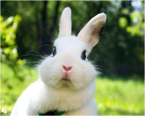 That is one surprised bunny! #bunny #rabbit