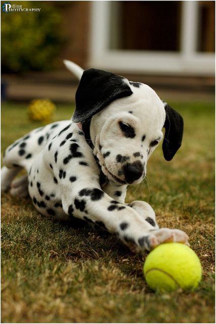 Being a kid who grew up with dalmatians…I love them and they are so precious a
